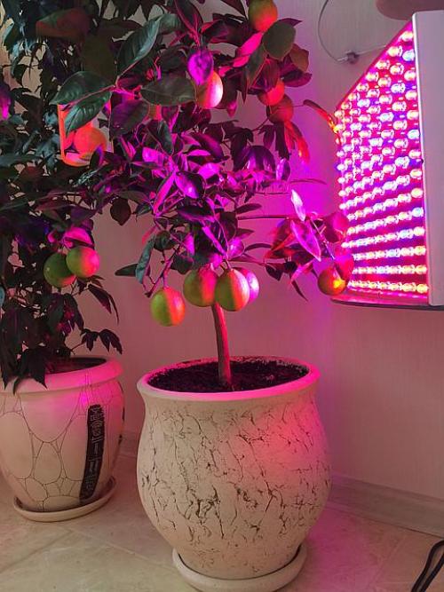 Как ухаживать за комнатным лимоном зимой. Световой режим