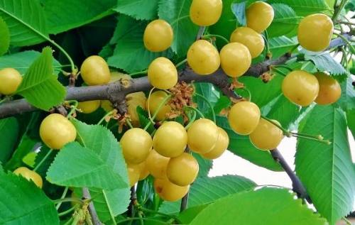 Черешня дерево. Сорта