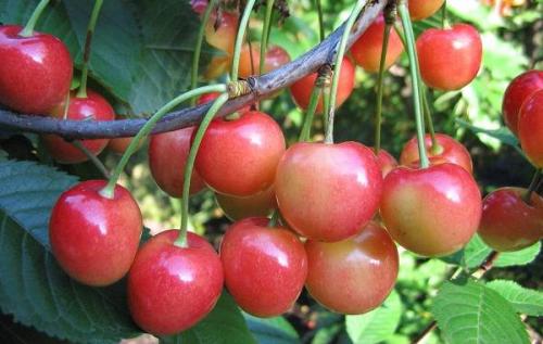 Черешня дерево. Сорта