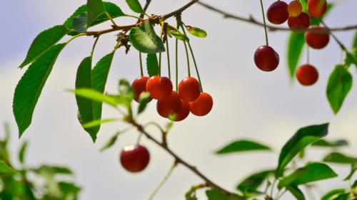 Черешня дерево или кустарник. Описание вишни и ее основных сортов