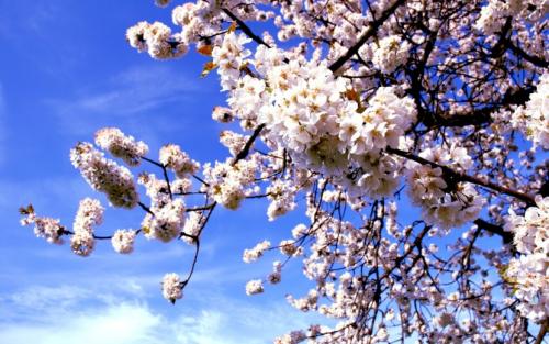 Черешня дерево или кустарник. Описание вишни и ее основных сортов