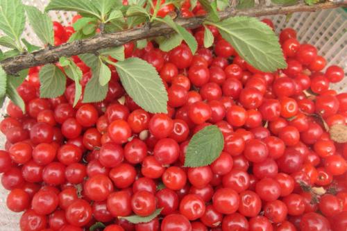 Черешня дерево или кустарник. Описание вишни и ее основных сортов