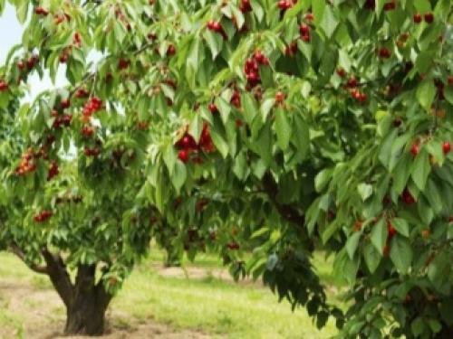 Черешня высота взрослого дерева. Как выглядит черешня и как ее выращивать? 02