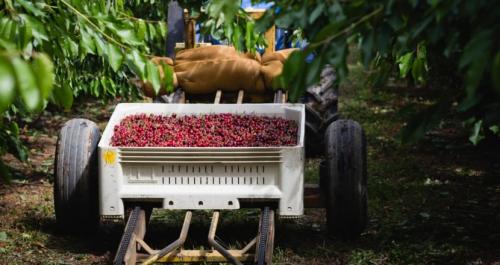 Черешня дерево или кустарник. Описание вишни и ее основных сортов