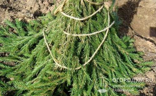 Черешня посадка и уход. Сроки посадки