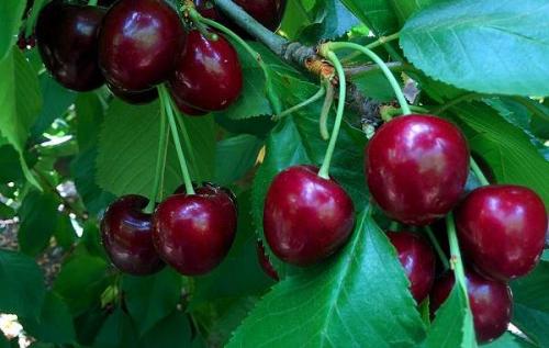 Черешня дерево. Сорта