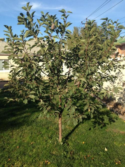 Черешня дерево или кустарник. Описание вишни и ее основных сортов