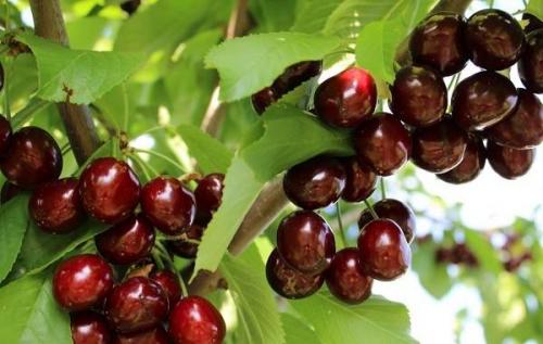 Черешня дерево. Сорта