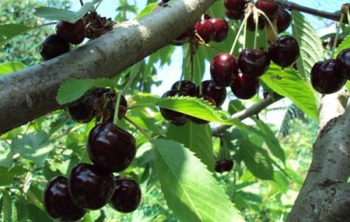 Черешня дерево. Сорта