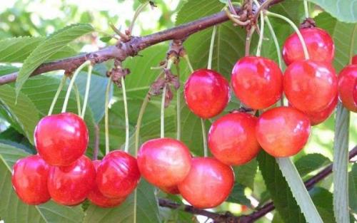 Черешня дерево. Сорта