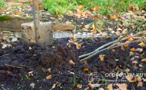 Черешня посадка и уход. Сроки посадки