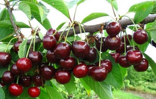 Черешня дерево. Сорта