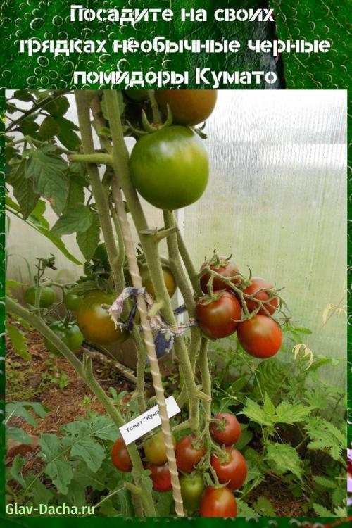 Черные помидоры Кумато. Посадите на своих грядках необычные черные помидоры Кумато