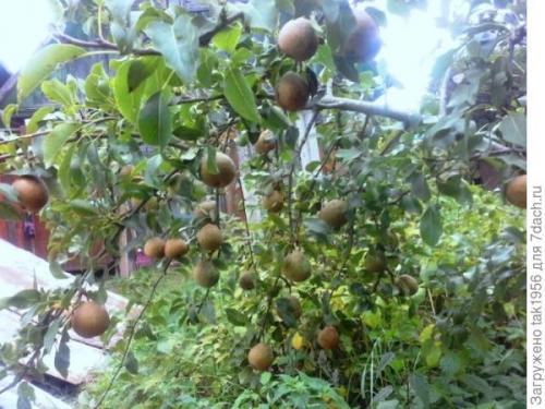 Как мочить дикие груши. Не было бы счастья, да несчастье помогло, или Чудеса из груши-дикарки. Мой урожай-2022, глава 4