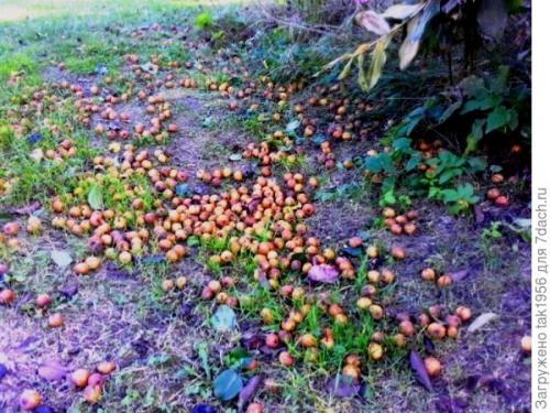 Как мочить дикие груши. Не было бы счастья, да несчастье помогло, или Чудеса из груши-дикарки. Мой урожай-2022, глава 4