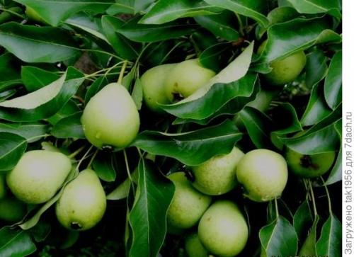 Как мочить дикие груши. Не было бы счастья, да несчастье помогло, или Чудеса из груши-дикарки. Мой урожай-2022, глава 4