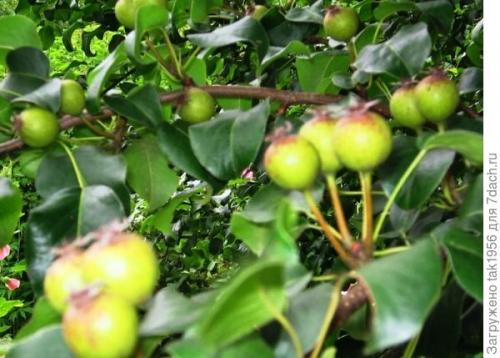 Как мочить дикие груши. Не было бы счастья, да несчастье помогло, или Чудеса из груши-дикарки. Мой урожай-2022, глава 4