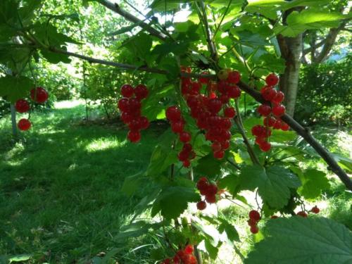 Как правильно ухаживать за черной смородиной в конце лета: практические советы 04