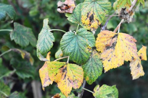 Как определить, что смородина поражена болезнями. Антракноз