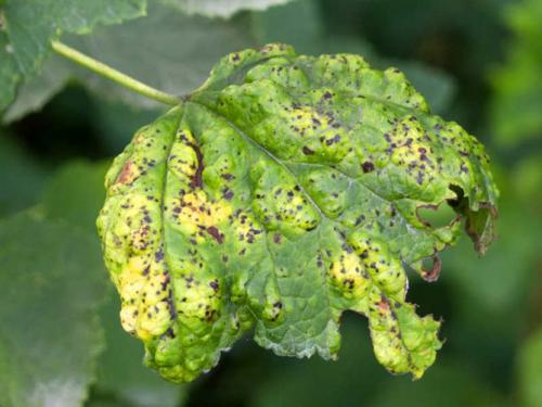 Как определить, что смородина поражена болезнями. Антракноз