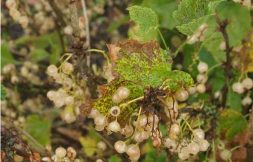 Как определить, что смородина поражена болезнями. Антракноз