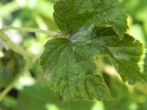 Защитите свою смородину от ржавчины: лучшие способы опрыскивания осенью 02