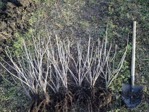 Как правильно ухаживать за черной смородиной в конце лета: практические советы 03