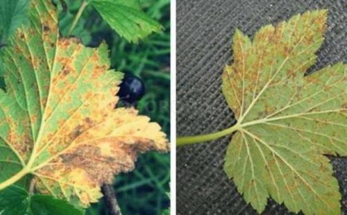 Какие растения могут заражать смородину ржавчиной. Ржавчина на смородине: виды ржавчины