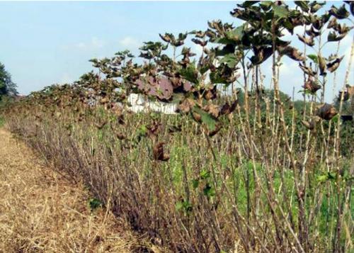 Как определить, что смородина поражена болезнями. Антракноз