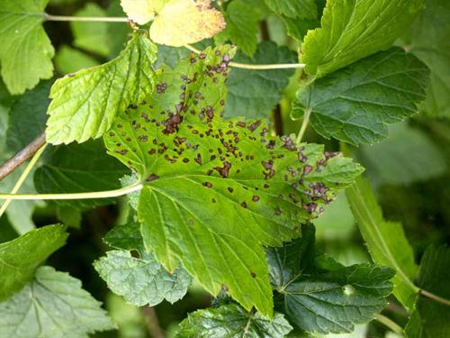 Как определить, что смородина поражена болезнями. Антракноз