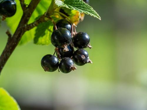 Как правильно ухаживать за черной смородиной в конце лета: практические советы 01