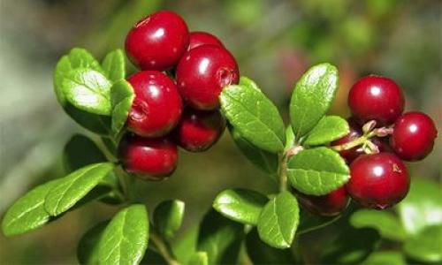 Компот из боярышника на зиму. 09