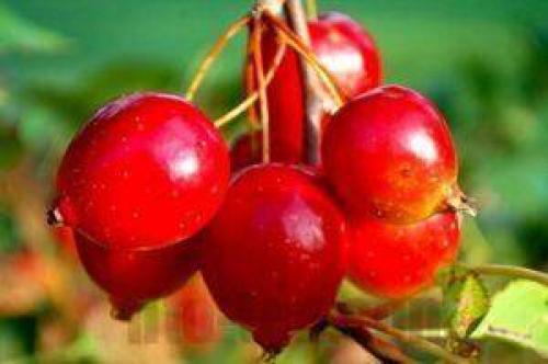 Компот из боярышника: польза и вред. Компот из боярышника: готовимся к зиме