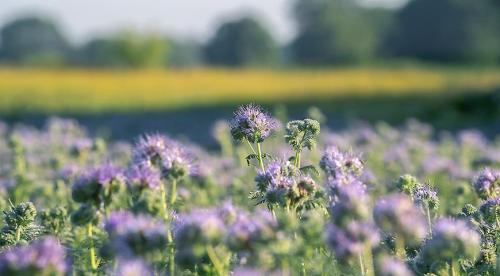Минеральные удобрения, какие бывают. Минеральные удобрения для сада и огорода: какие бывают и как их правильно использовать? 09