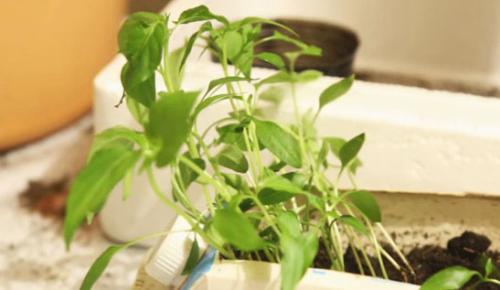 Чем подкормить рассаду, чтобы не вытягивалась. Чтобы рассада не вытягивалась…