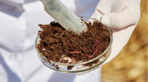 Минеральные удобрения, какие бывают. Минеральные удобрения для сада и огорода: какие бывают и как их правильно использовать? 07