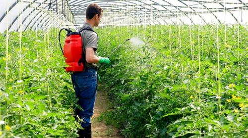 Подкормка томатов от а до я. Как и чем подкормить помидоры?