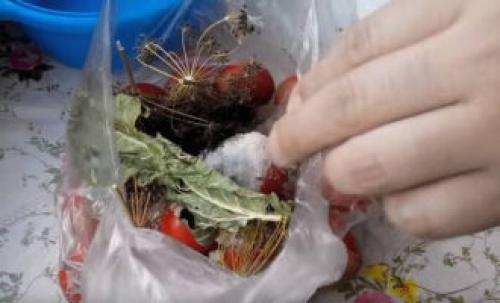 Зеленые помидоры быстрые с чесноком. Малосольные помидоры – 10 рецептов быстрого приготовления с чесноком и зеленью