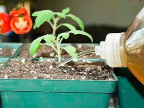 Чем подкормить рассаду помидоров. Чем и как подкормить рассаду томатов? 02 Чем подкормить рассаду помидоров. Чем и как подкормить рассаду томатов? 02