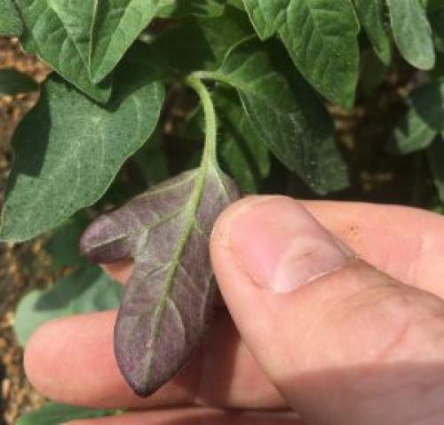 Избыток азота у томатов, что делать. Что такое избыток элементов питания у томатов и как его предотвратить: описание и фото недуга