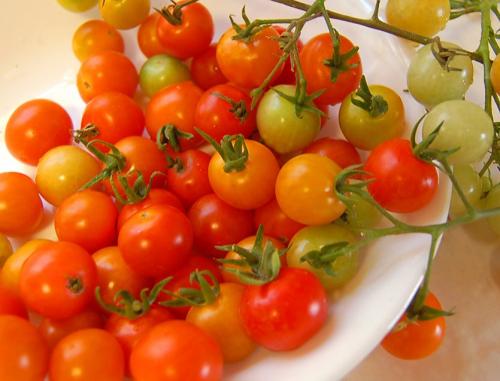 Кальциевое голодание томатов. Вершинная гниль томатов. Эффективная борьба