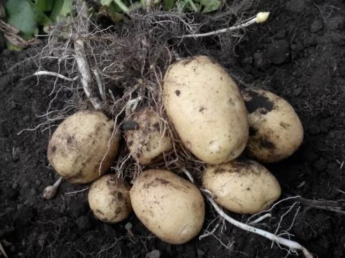 Какие сорта картофеля имеют наибольшую устойчивость к заморозкам. Лучшие (урожайные) сорта картофеля для Сибири с названием и описанием