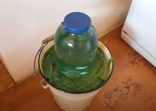 Засолка зеленых помидор с чесноком. Зелёные помидоры, соленые на зиму – простые и вкусные рецепты