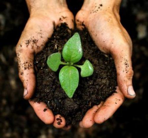 Лучшие комплексные удобрения для томатов. Назначение