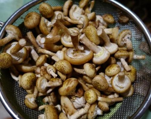 Как отваривать опята для заморозки. Замороженные опята. Сколько и как нужно варить 01