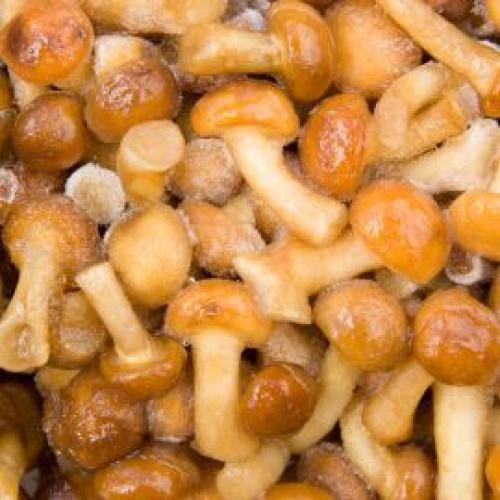 Сколько варить опята для супа. Как варить опята