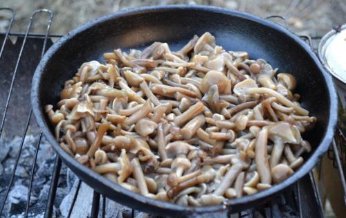 Как варить опята. Сколько варить опята до готовности и 14 лучших рецептов с грибами