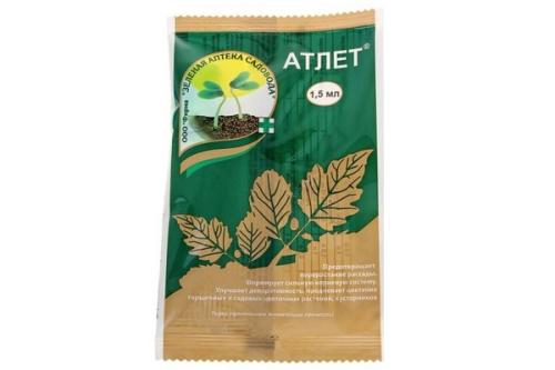 Чем подкормить помидоры для роста корней. Подкормка рассады помидор для роста и толщины