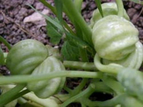 Когда у настурции собирать семена. Как правильно собрать семена настурции 01 Когда у настурции собирать семена. Как правильно собрать семена настурции 01