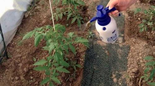 Применяем комплексное удобрение для томатов на практике. Правильная подкормка томатов на каждом этапе: сколько раз за сезон кормить, составы и сроки, таблица внесения удобрений